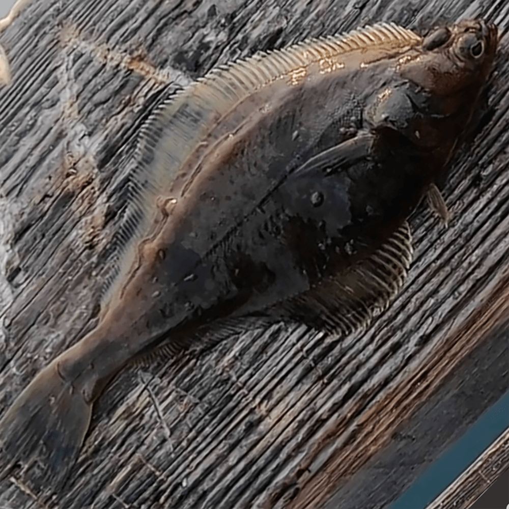 Sole, English Peeling Line